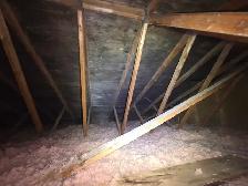 Black Mold Taking Over Your Attic? - Photo 3