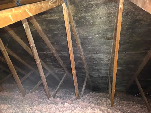 Black Mold Taking Over Your Attic? - Photo 5