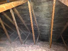 Black Mold Taking Over Your Attic? - Photo 5