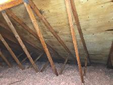 Black Mold Taking Over Your Attic? - Photo 6