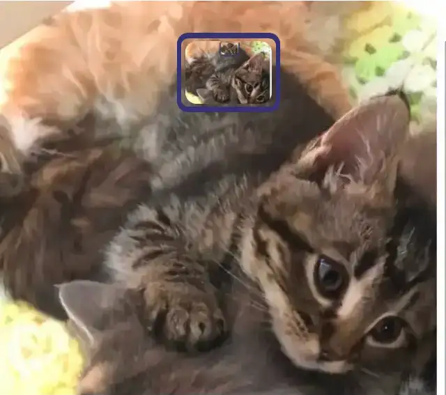 Cat for sale : kitten