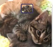 Cat for sale : kitten