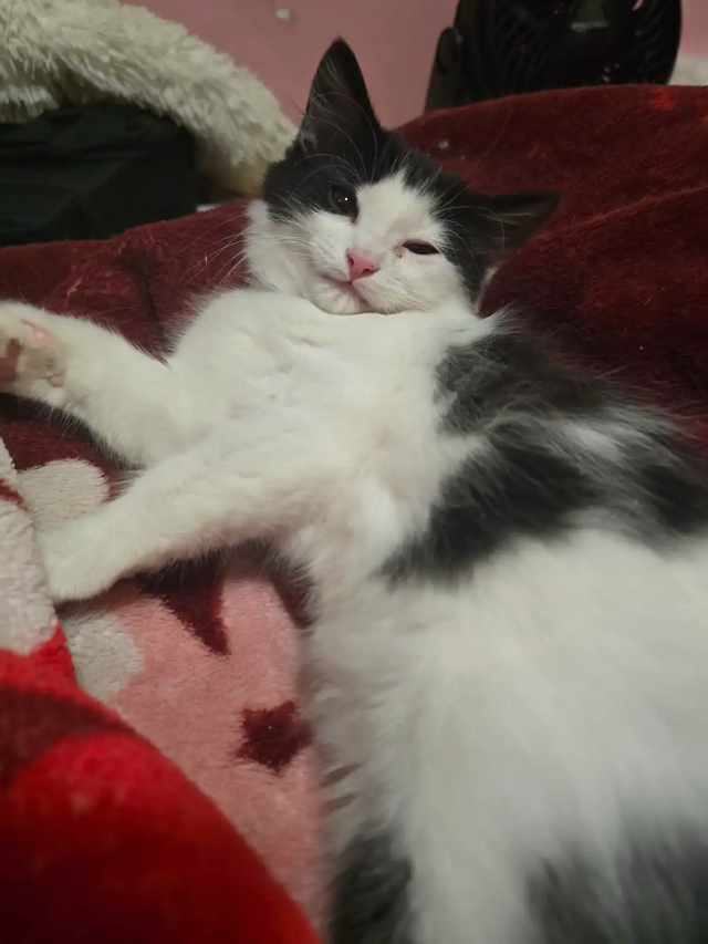 ADORABLE CHUBBY COW SPOT KITTEN - LAST AVAILABLE - Photo 3