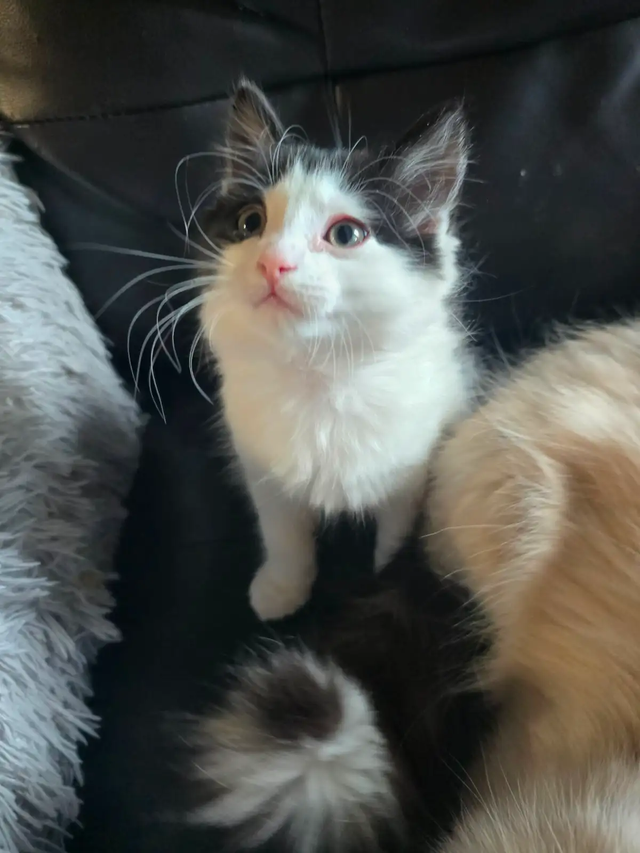 ADORABLE CHUBBY COW SPOT KITTEN - LAST AVAILABLE - Photo 4