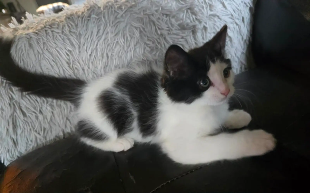 ADORABLE CHUBBY COW SPOT KITTEN - LAST AVAILABLE - Photo 5