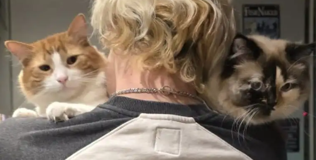 ADORABLE CHUBBY COW SPOT KITTEN - LAST AVAILABLE - Photo 6