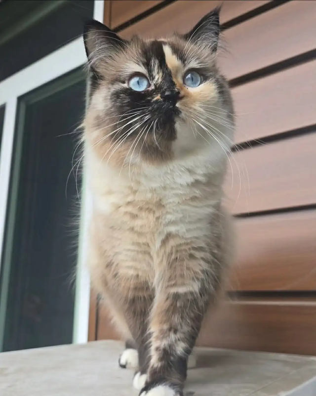 ADORABLE CHUBBY COW SPOT KITTEN - LAST AVAILABLE - Photo 7