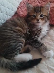 MAGNIFIQUE CHATON FEMELLE MAINE COON CROISÉE PERSAN DE 3 MOIS.