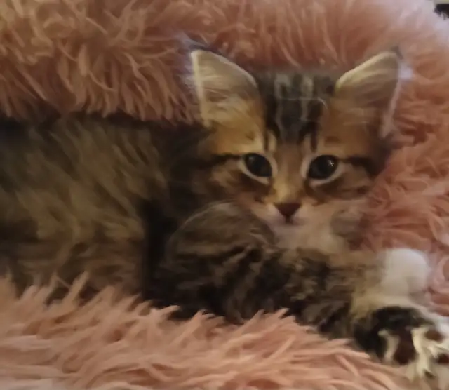 MAGNIFIQUE CHATON FEMELLE MAINE COON CROISÉE PERSAN DE 3 MOIS. - Photo 2