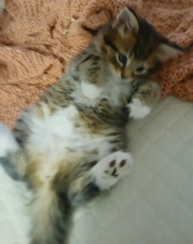 MAGNIFIQUE CHATON FEMELLE MAINE COON CROISÉE PERSAN DE 3 MOIS. - Photo 3