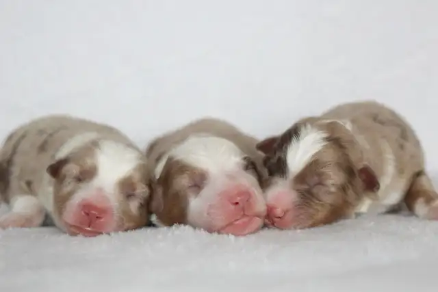 Australian Shepherd Waitlist