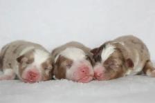 Australian Shepherd Waitlist