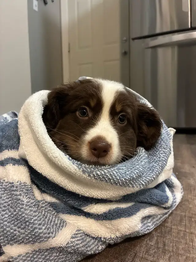 Australian Shepherd Waitlist - Photo 2