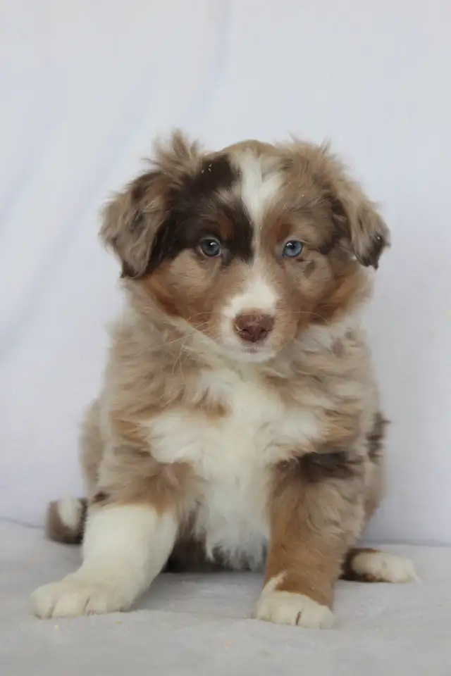 Australian Shepherd Waitlist - Photo 3
