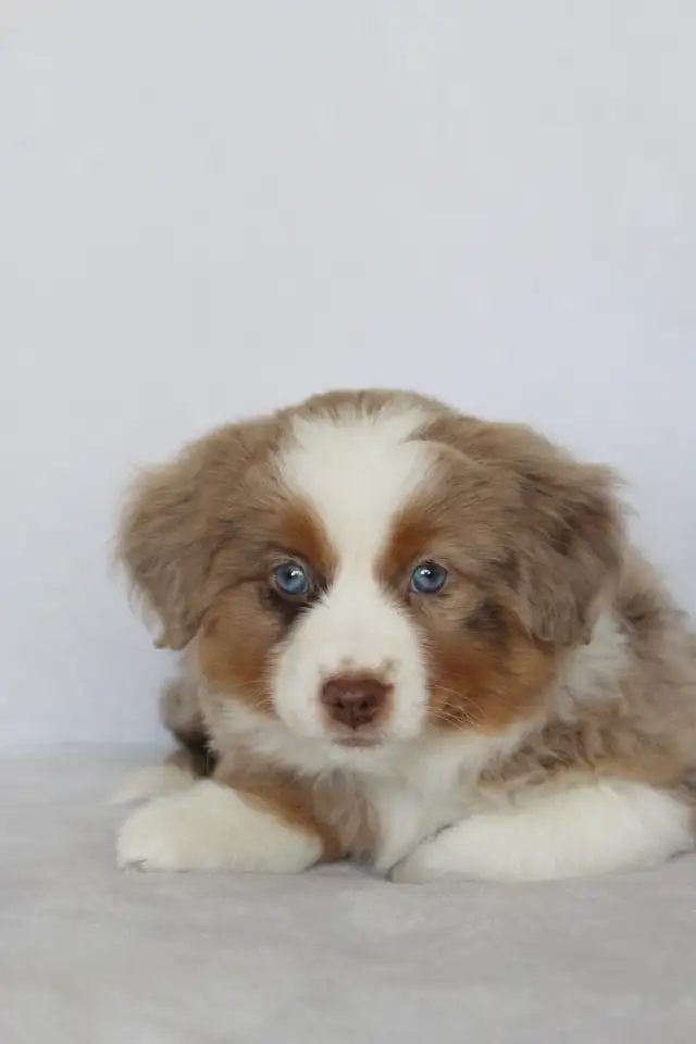 Australian Shepherd Waitlist - Photo 4