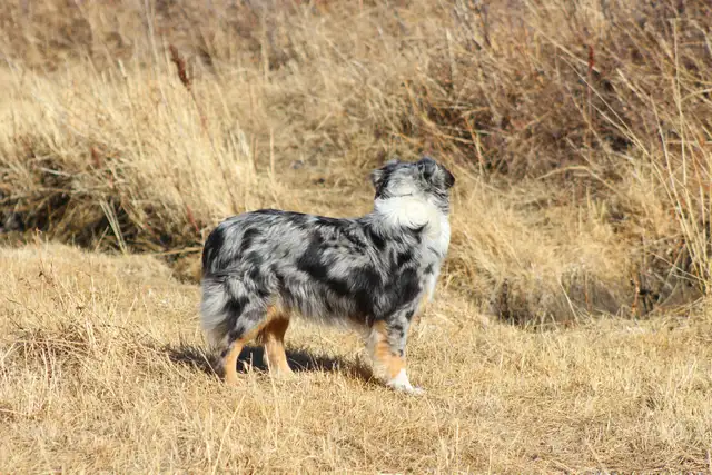 Australian Shepherd Waitlist - Photo 5