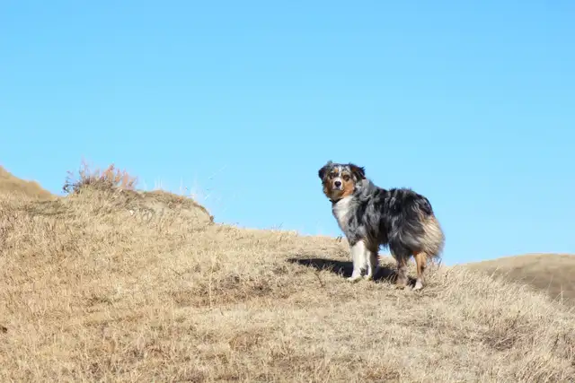 Australian Shepherd Waitlist - Photo 6