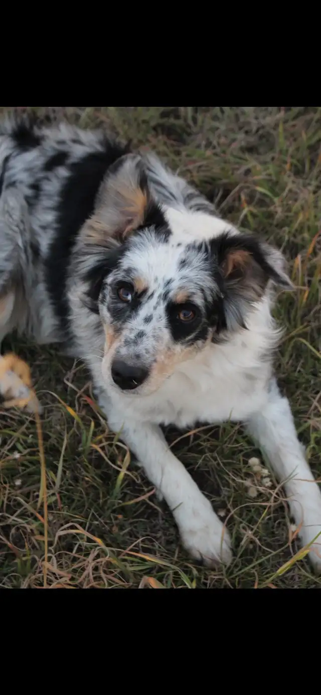 Australian Shepherd Waitlist - Photo 7