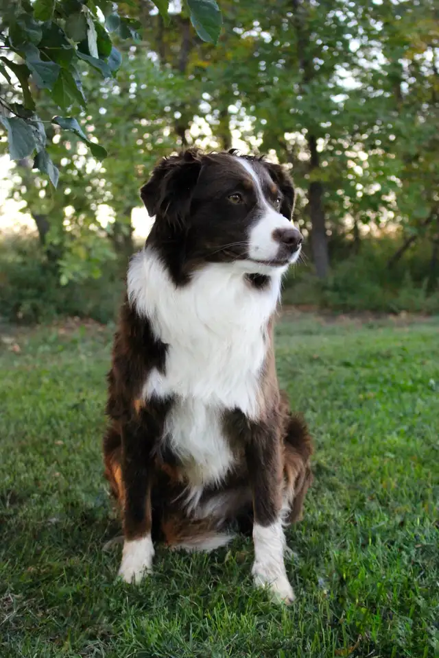 Australian Shepherd Waitlist - Photo 9