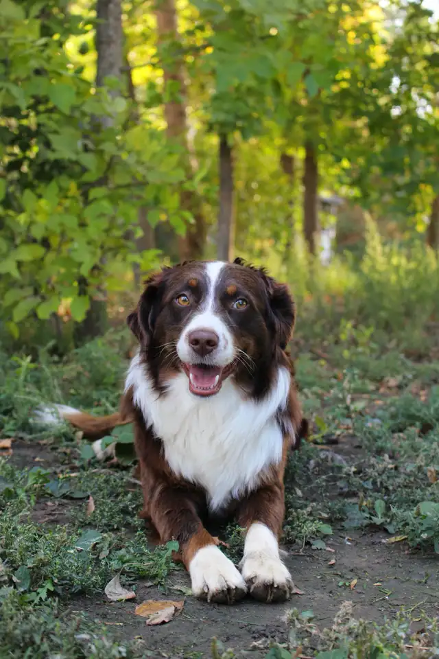 Australian Shepherd Waitlist - Photo 10