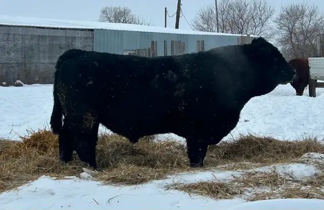 2 year old Purebred Simmental Bull