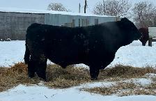 2 year old Purebred Simmental Bull
