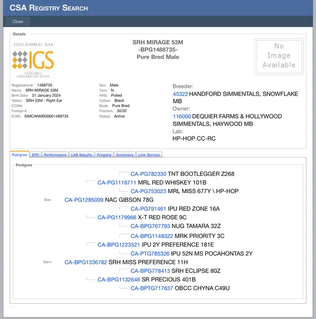 2 year old Purebred Simmental Bull - Photo 2