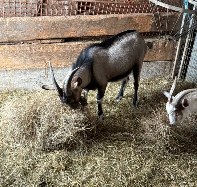 Billy Goat - Photo 2