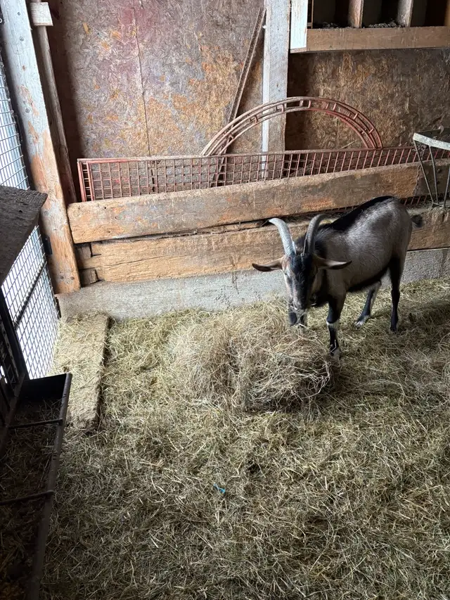 Billy Goat - Photo 3