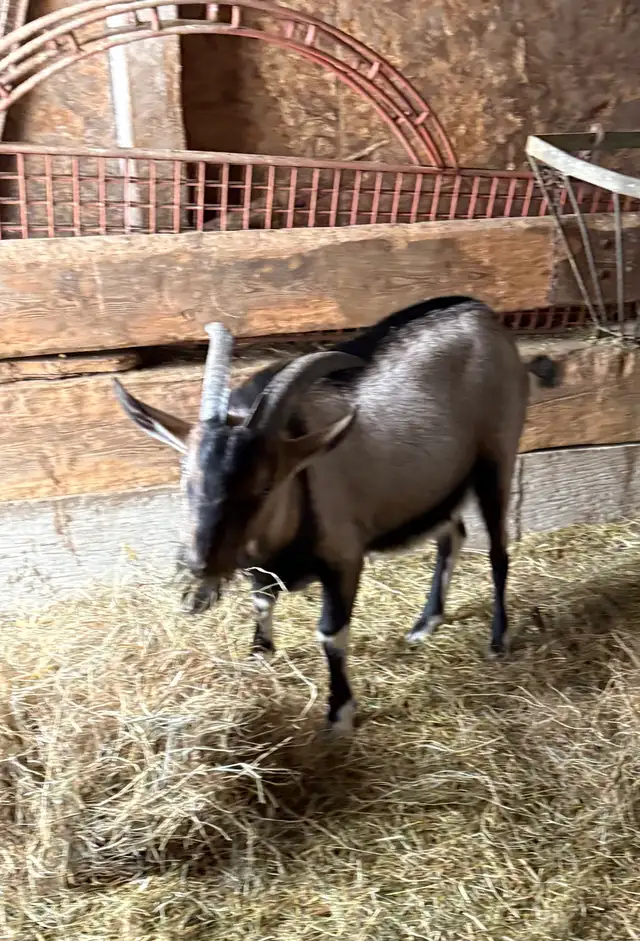 Billy Goat - Photo 4