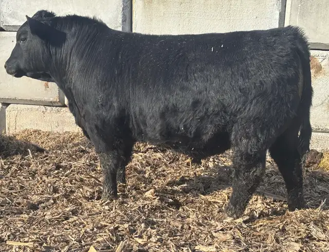 ANGUS BULLS FOR SALE