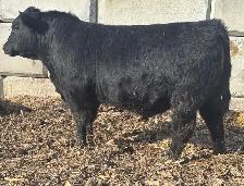 ANGUS BULLS FOR SALE