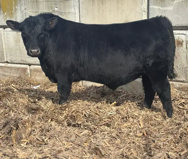 ANGUS BULLS FOR SALE - Photo 2