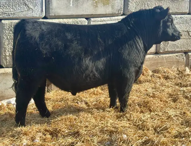 ANGUS BULLS FOR SALE - Photo 3