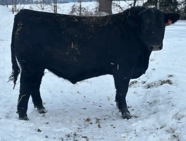 ANGUS BULLS FOR SALE - Photo 5
