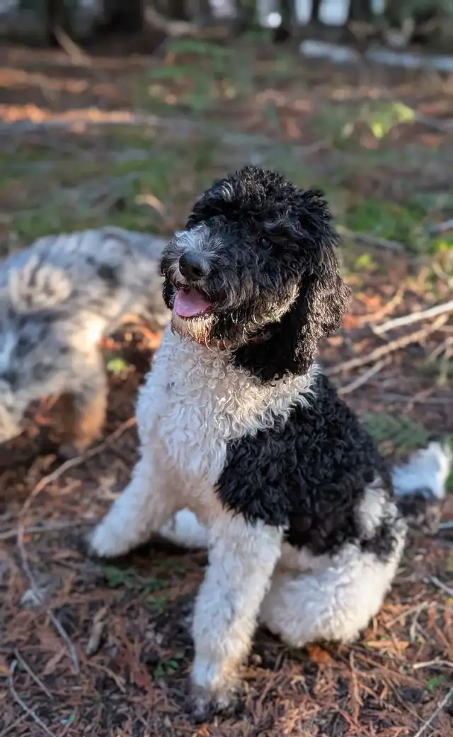 Trained Older Bernedoodle Puppy For Sale