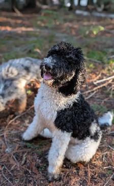 Trained Older Bernedoodle Puppy For Sale