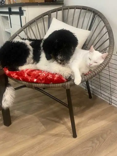 Trained Older Bernedoodle Puppy For Sale - Photo 2