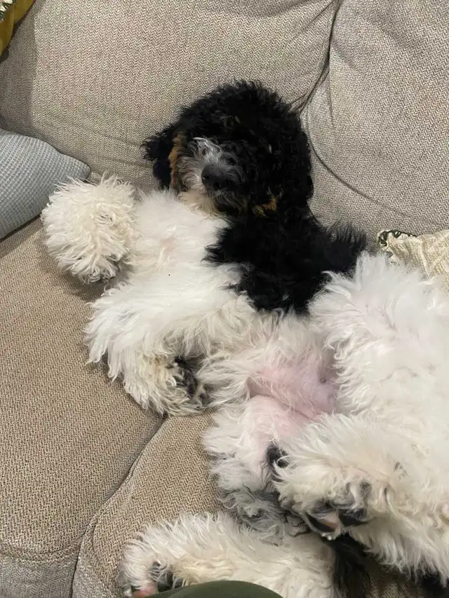 Trained Older Bernedoodle Puppy For Sale - Photo 4