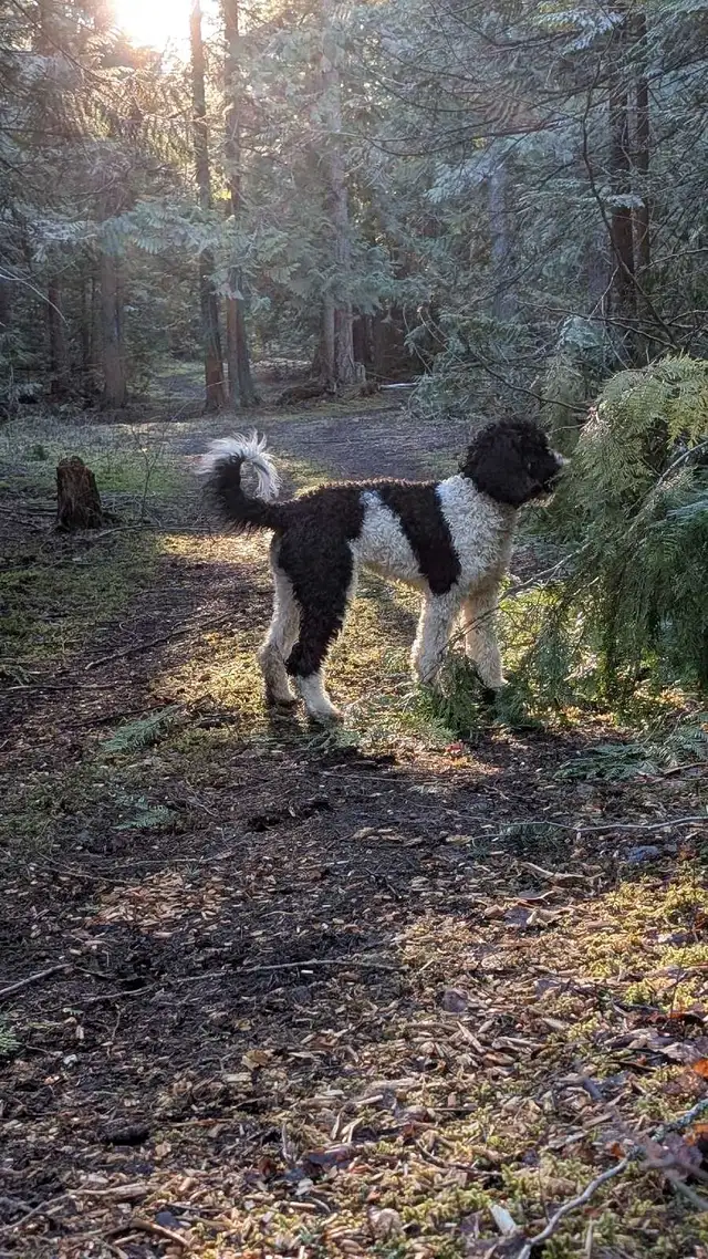 Trained Older Bernedoodle Puppy For Sale - Photo 5