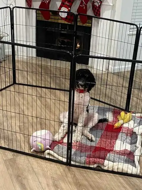 Trained Older Bernedoodle Puppy For Sale - Photo 6