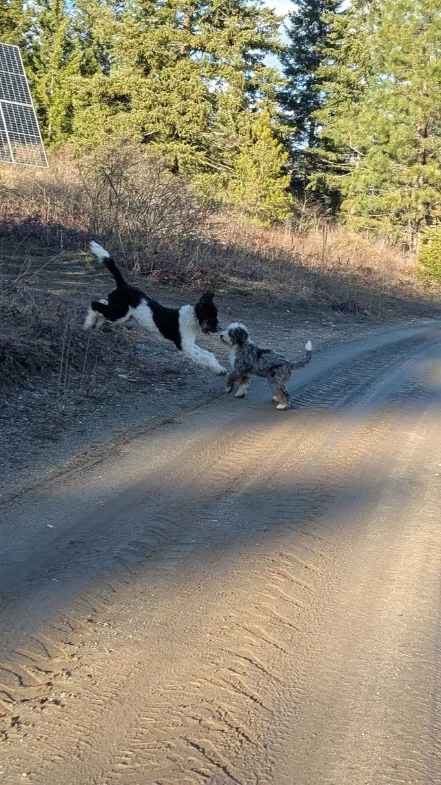 Trained Older Bernedoodle Puppy For Sale - Photo 7