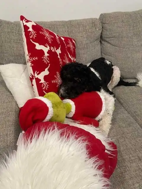 Trained Older Bernedoodle Puppy For Sale - Photo 8