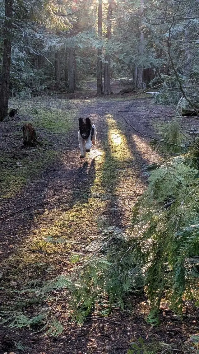 Trained Older Bernedoodle Puppy For Sale - Photo 9