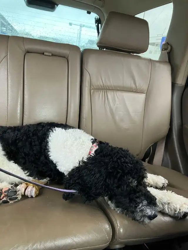 Trained Older Bernedoodle Puppy For Sale - Photo 10