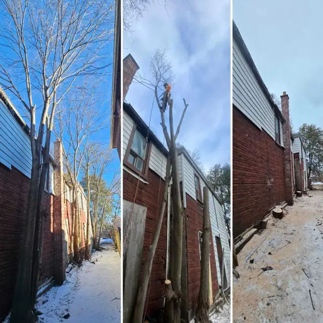 TORONTO TREE GUYS - TREE REMOVAL - PRUNING - LICENSED & INSURED - Photo 3