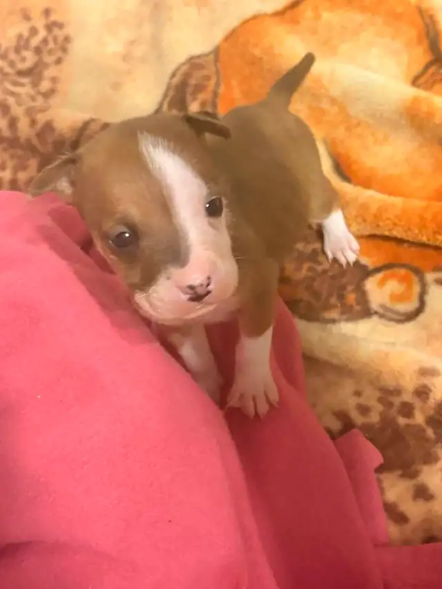 chiot femelle - Photo 2