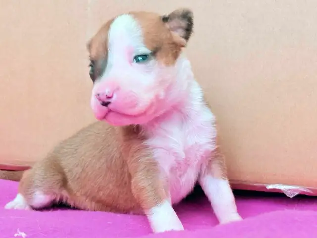 chiot femelle - Photo 3