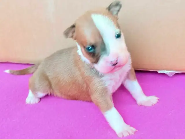 chiot femelle - Photo 4