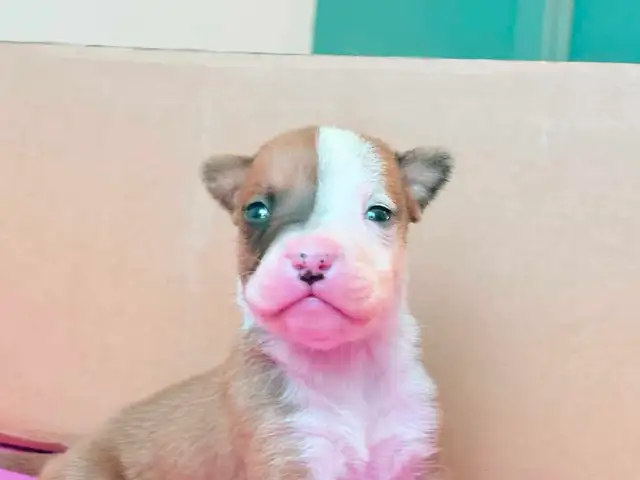 chiot femelle - Photo 5